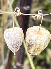 Physalis longifolia
