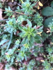 Rhodothamnus chamaecistus