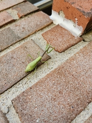 Schizomantodea