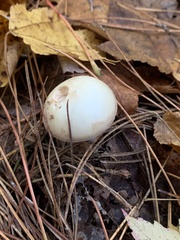 Amanita lavendula