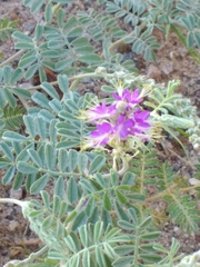 Dalea lanata