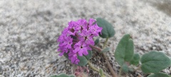 Abronia villosa villosa