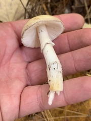 Amanita lavendula