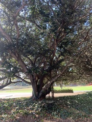 Ficus