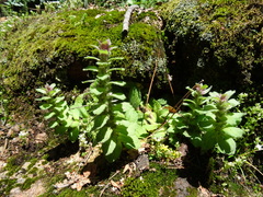 Ajuga pyramidalis