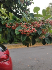 Cotoneaster coriaceus