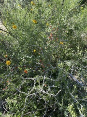 Schaefferia cuneifolia