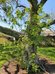 Juglans ailantifolia