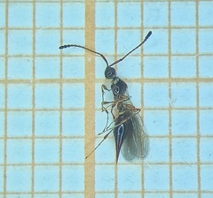 Trichopria