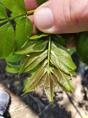 Juglans ailantifolia