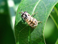 Copestylum marginatum