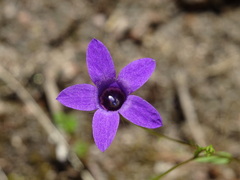 Campanula lusitanica