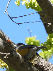 Phrygilus patagonicus