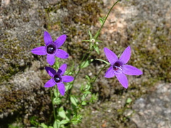 Campanula lusitanica