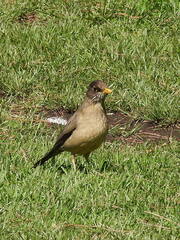 Turdus falcklandii