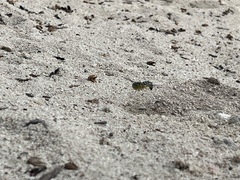 Stictia