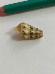 Cerithium vulgatum