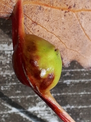 Pemphigus obesinymphae