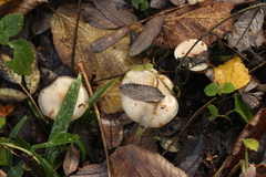 Pholiota lenta