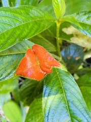 Palicourea tomentosa