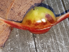 Pemphigus obesinymphae