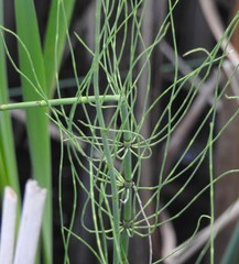 Equisetum fluviatile