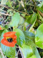 Palicourea tomentosa