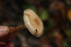 Pholiota lenta