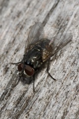 Musca autumnalis