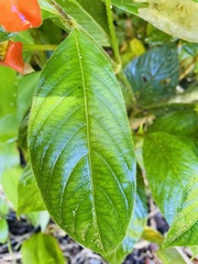 Palicourea tomentosa