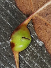 Pemphigus obesinymphae