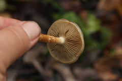 Pholiota lenta