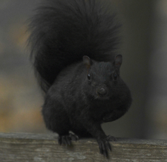 Sciurus carolinensis