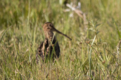 Gallinago paraguaiae