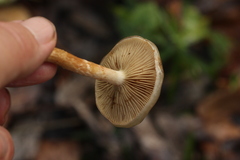 Pholiota lenta