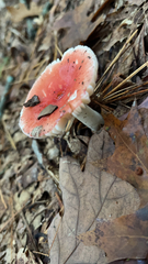 Russula cremoricolor