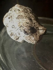 Hyla versicolor