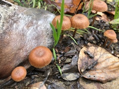 Tubariaceae