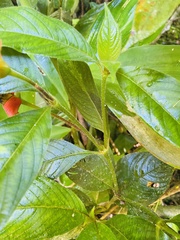 Palicourea tomentosa