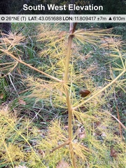 Asparagus tenuifolius