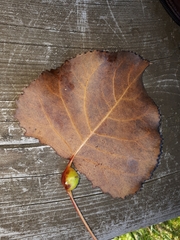 Pemphigus obesinymphae