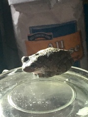 Hyla versicolor