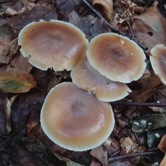 Rhodocollybia