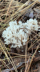 Clavulina coralloides