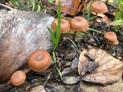 Tubariaceae