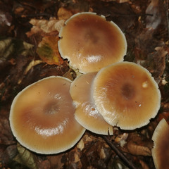 Rhodocollybia