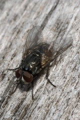 Musca autumnalis