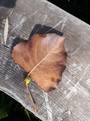 Pemphigus obesinymphae