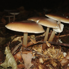 Rhodocollybia
