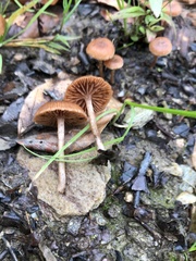 Tubariaceae